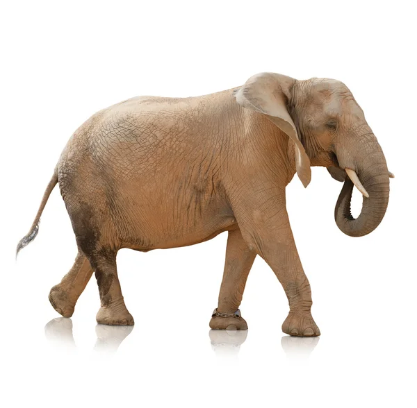 Портрет быка слона — стоковое фото